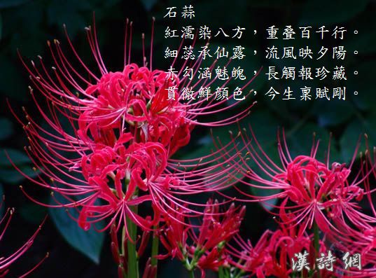 石蒜.jpg