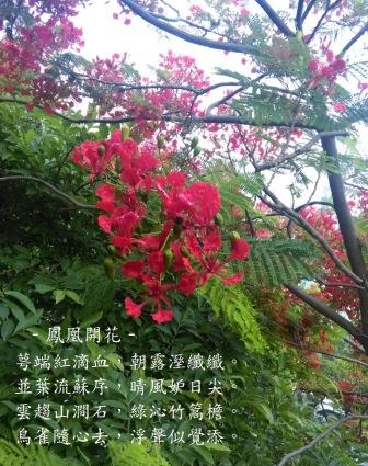 鳳凰樹~a.jpg