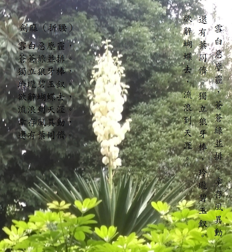 劍麻花2.jpg