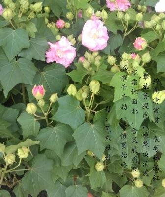 芙蓉牡丹1.jpg