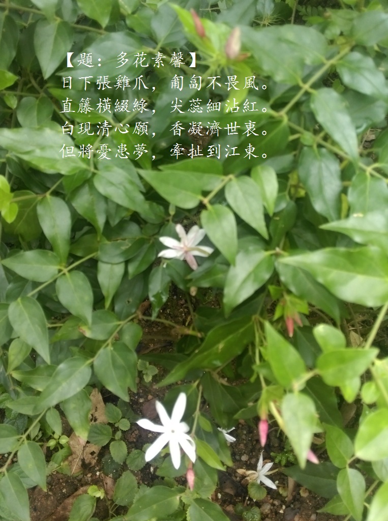 多花素馨.jpg