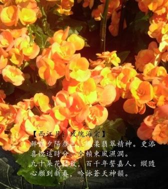 玫瑰海棠1.jpg