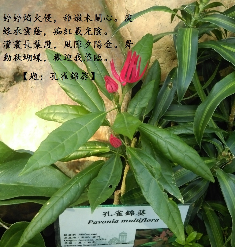 孔雀錦葵.jpg