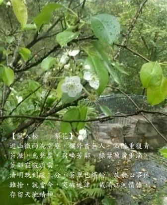 梨花.jpg