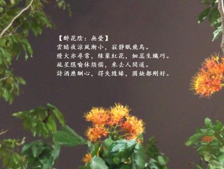 無憂花.jpg